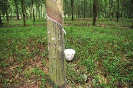 天然橡膠生膠縐片機對物料產(chǎn)生輥壓、剪切，從而使物料壓薄、表面起皺